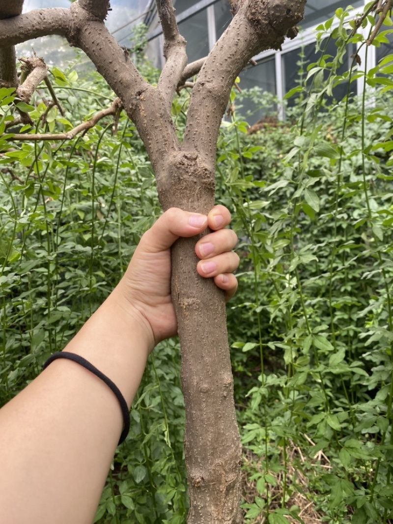 探春