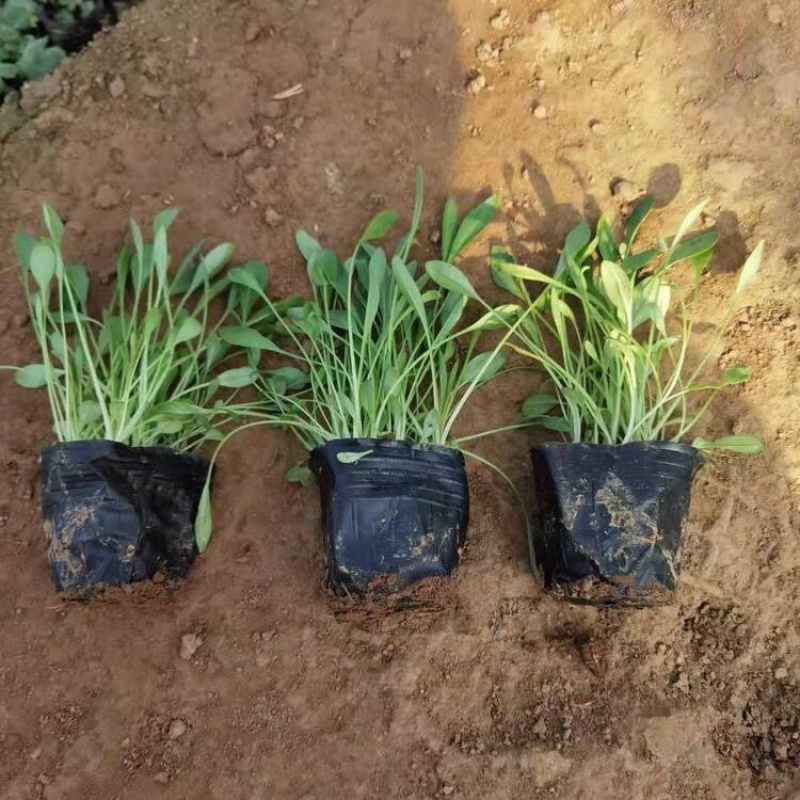 优质金鸡菊产地供应金鸡菊100万株批发价格
