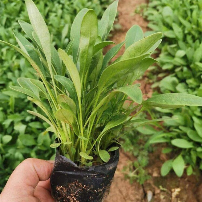 优质金鸡菊产地供应金鸡菊100万株批发价格