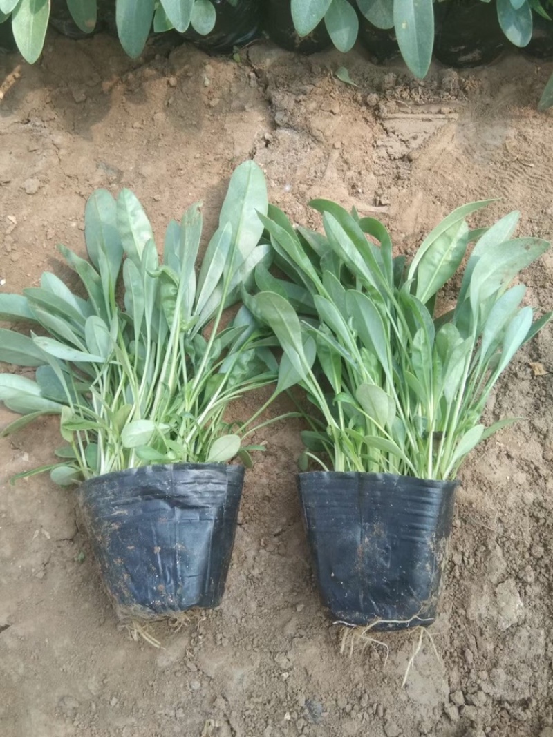 优质金鸡菊产地供应金鸡菊100万株批发价格