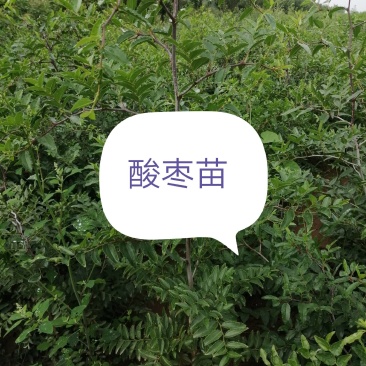 一年酸枣苗，手工除草酸枣苗，当年栽当年挂果酸枣苗