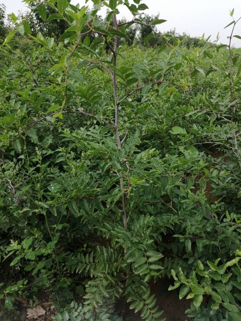 一年酸枣苗，手工除草酸枣苗，当年栽当年挂果酸枣苗