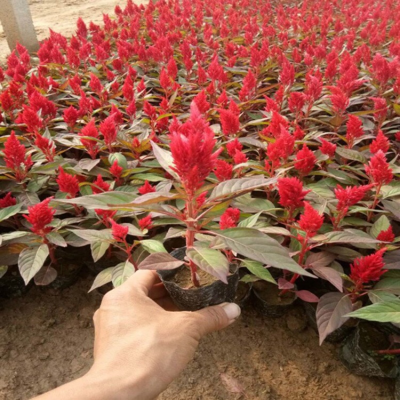 鸡冠花，黄色鸡冠花，红色鸡冠花，基地直发，大量供应