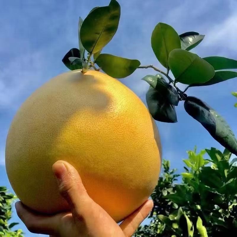 梅州三红蜜柚
