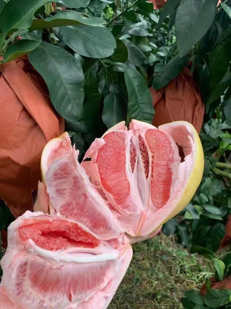 梅州三红蜜柚