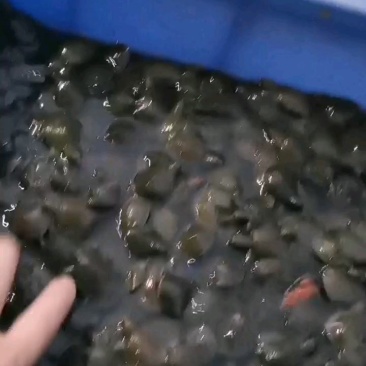 甲鱼苗中华甲鱼苗种苗王八苗团鱼苗