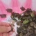 甲鱼苗中华甲鱼苗种苗王八苗团鱼苗