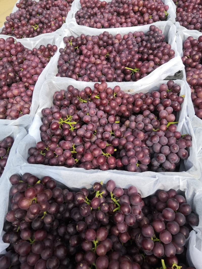 巨峰葡萄含糖量高纯甜无酸口产地一手货源大量现货