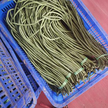 潍坊青州精品豆角大量上市，每天走货上万斤，质量好，价格低