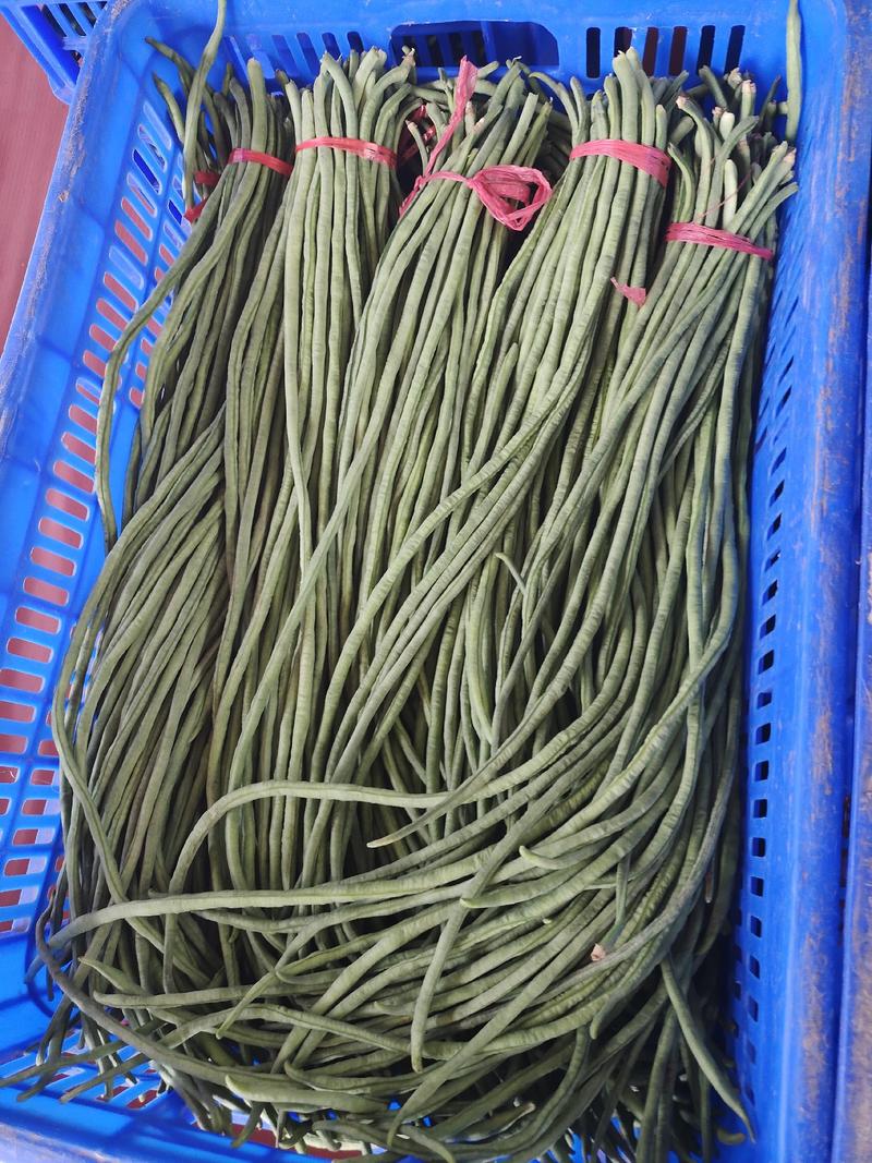 潍坊青州精品豆角大量上市，每天走货上万斤，质量好，价格低