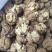 云南麻子核桃新货不是方果，大量现货供应，价格美丽