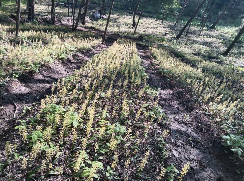 东北野生毛慈菇种苗毛慈菇全苗，纯正野生，生命力强