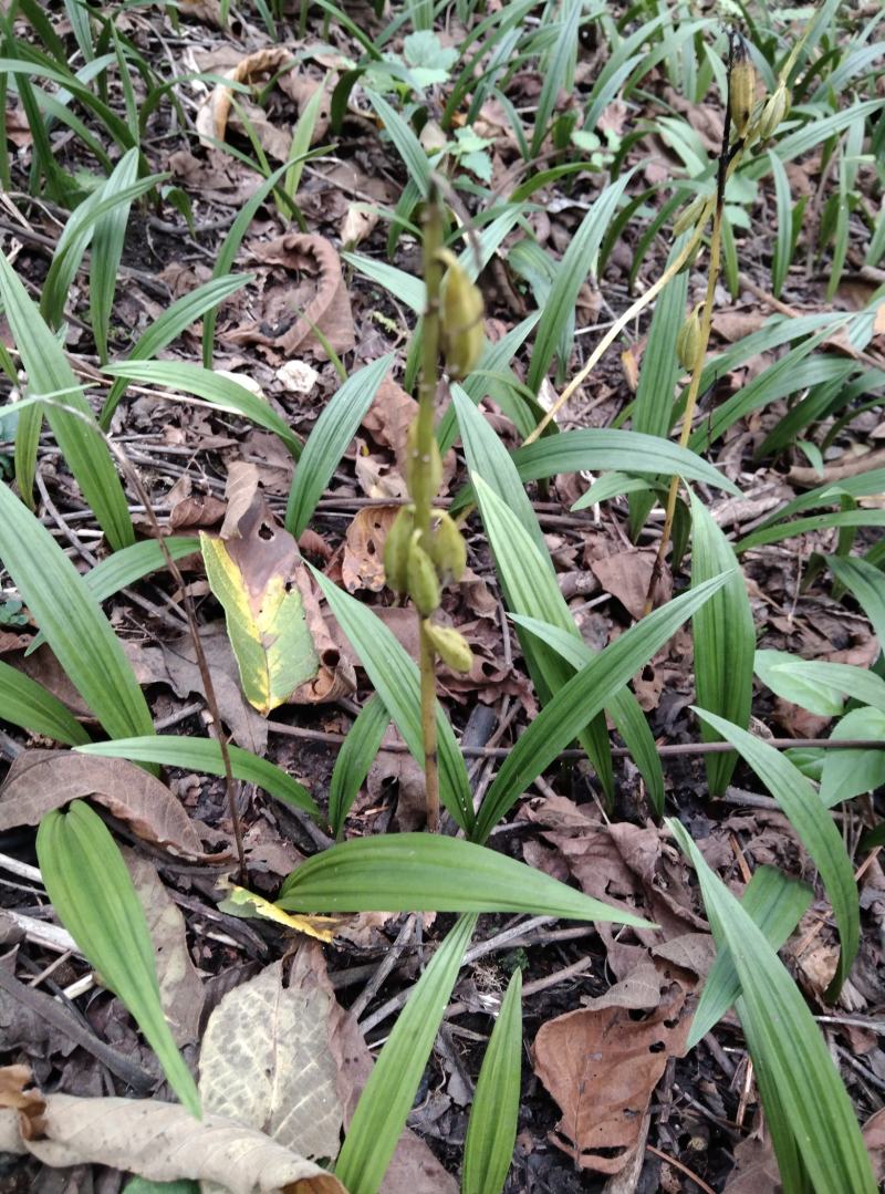 东北野生毛慈菇种苗毛慈菇全苗，纯正野生，生命力强
