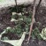 东北野生毛慈菇种苗毛慈菇全苗，纯正野生，生命力强