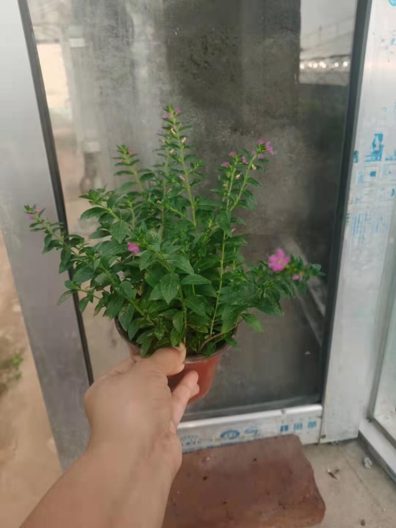 满天星基地绿叶满天星产地直发量大质优批发价格