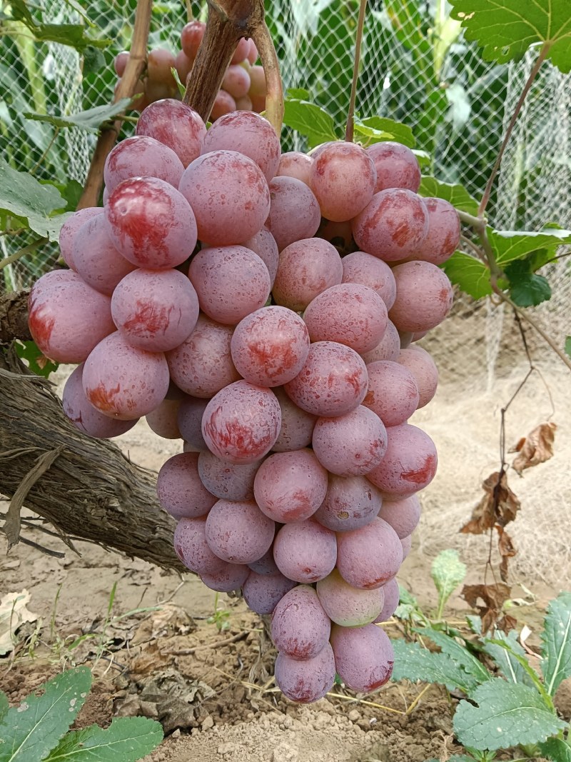 红提葡萄