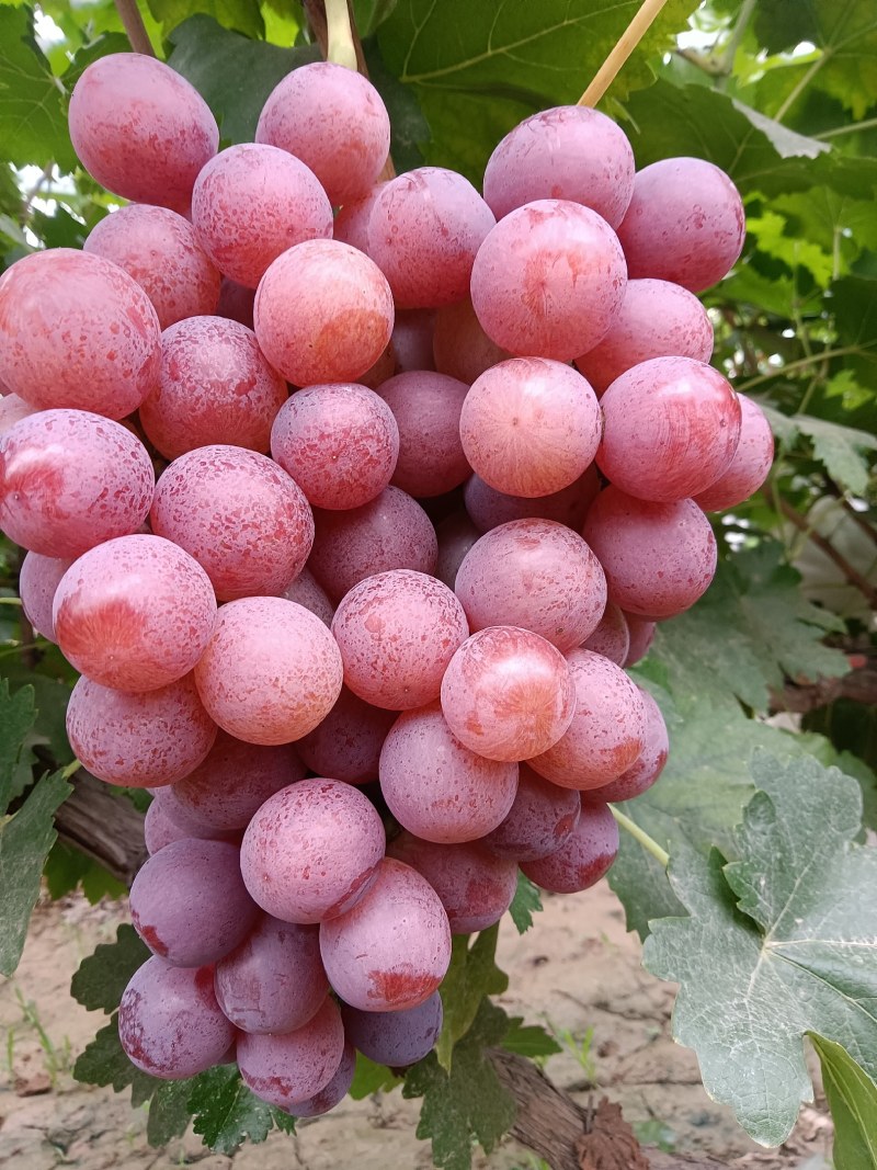 红提葡萄