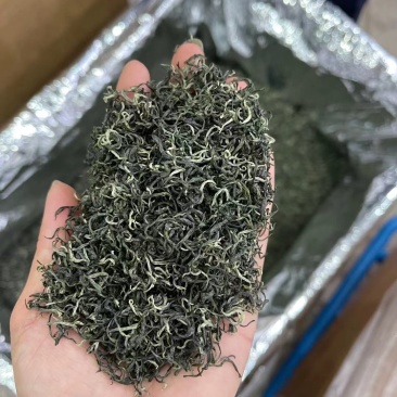 春茶毛尖绿茶贵州茶叶明前春茶浓香型散装批发高香型