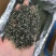 春茶毛尖绿茶贵州茶叶明前春茶浓香型散装批发高香型