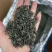 春茶毛尖绿茶贵州茶叶明前春茶浓香型散装批发高香型