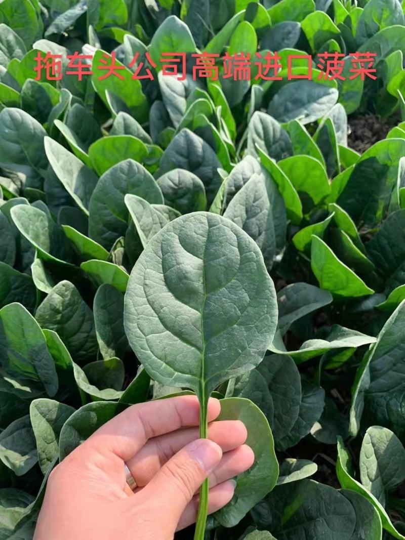 拖车头美浓668菠菜种子大圆叶厚嫩耐寒春秋冬播速生小菜园