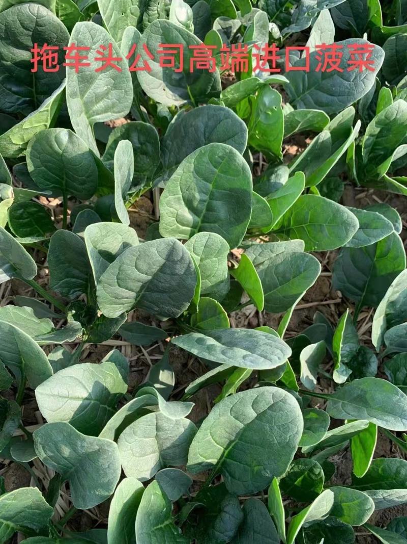 拖车头美浓668菠菜种子大圆叶厚嫩耐寒春秋冬播速生小菜园