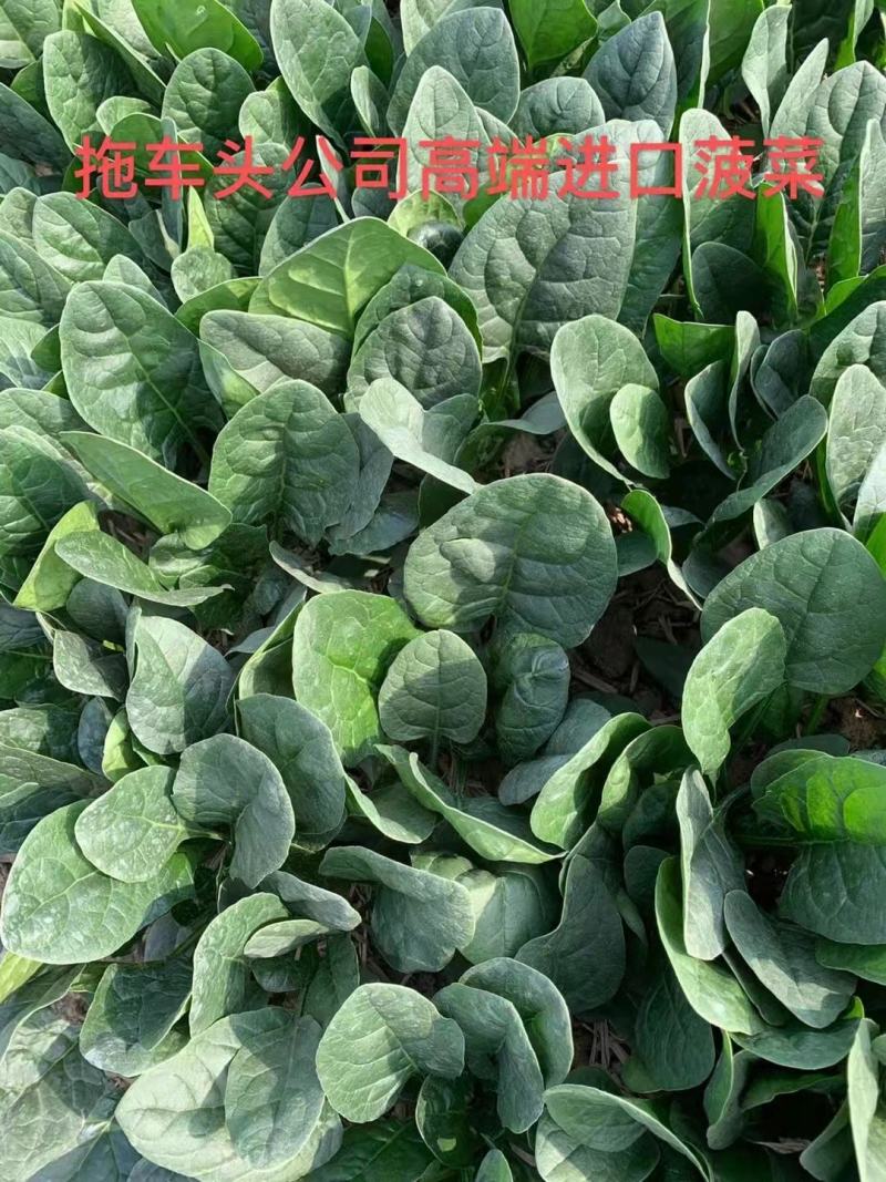 拖车头美浓668菠菜种子大圆叶厚嫩耐寒春秋冬播速生小菜园