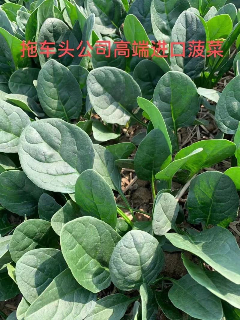 拖车头美浓668菠菜种子大圆叶厚嫩耐寒春秋冬播速生小菜园