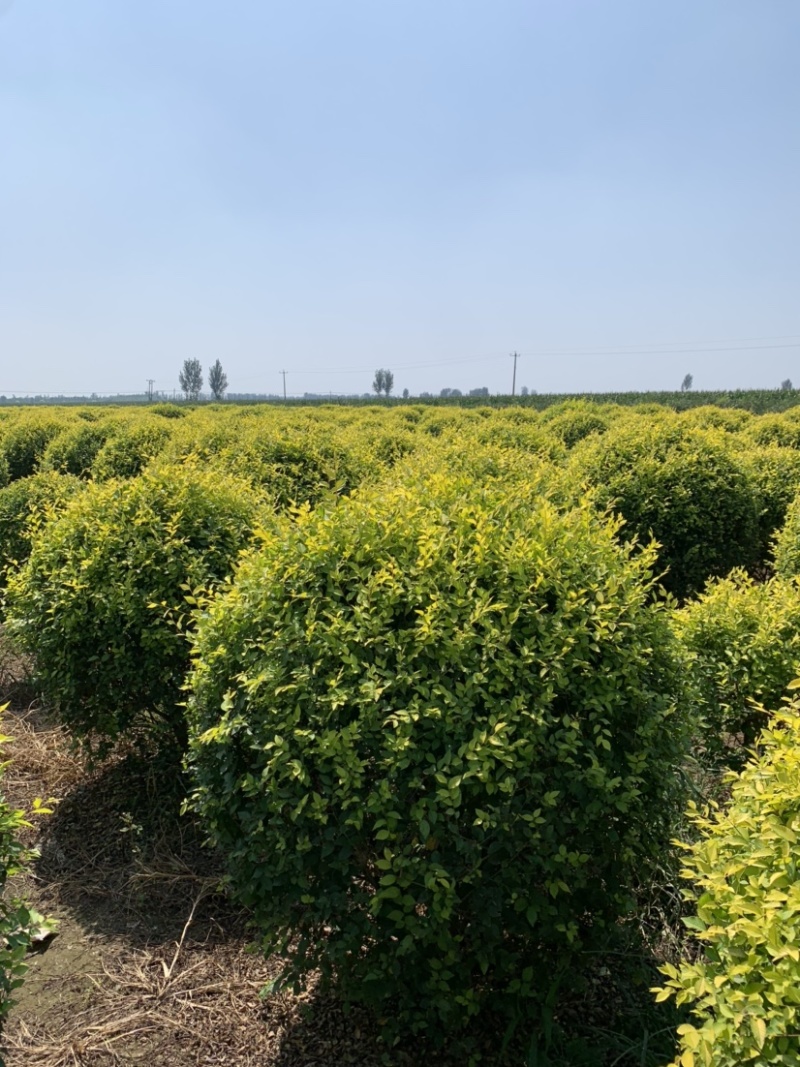 百茂园林金叶榆球1.2米-1.5米冠幅。