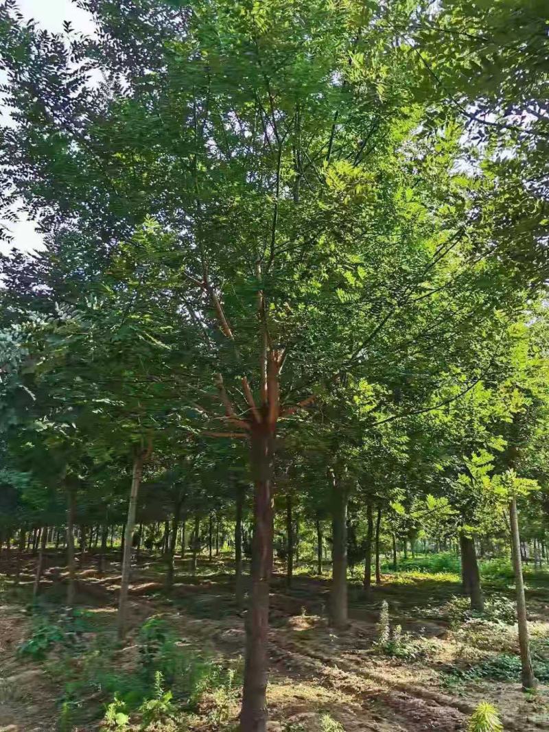 国槐2/3/4/5/6公分规格齐全大量出售自家苗圃一手货