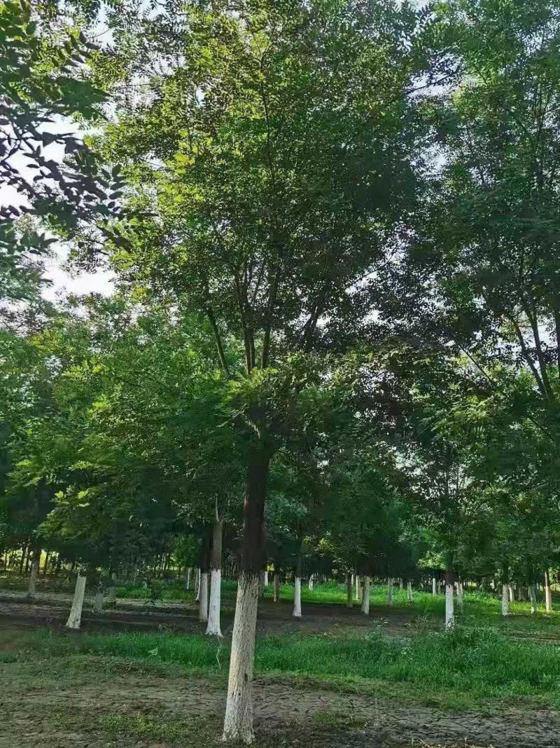 国槐2/3/4/5/6公分规格齐全大量出售自家苗圃一手货