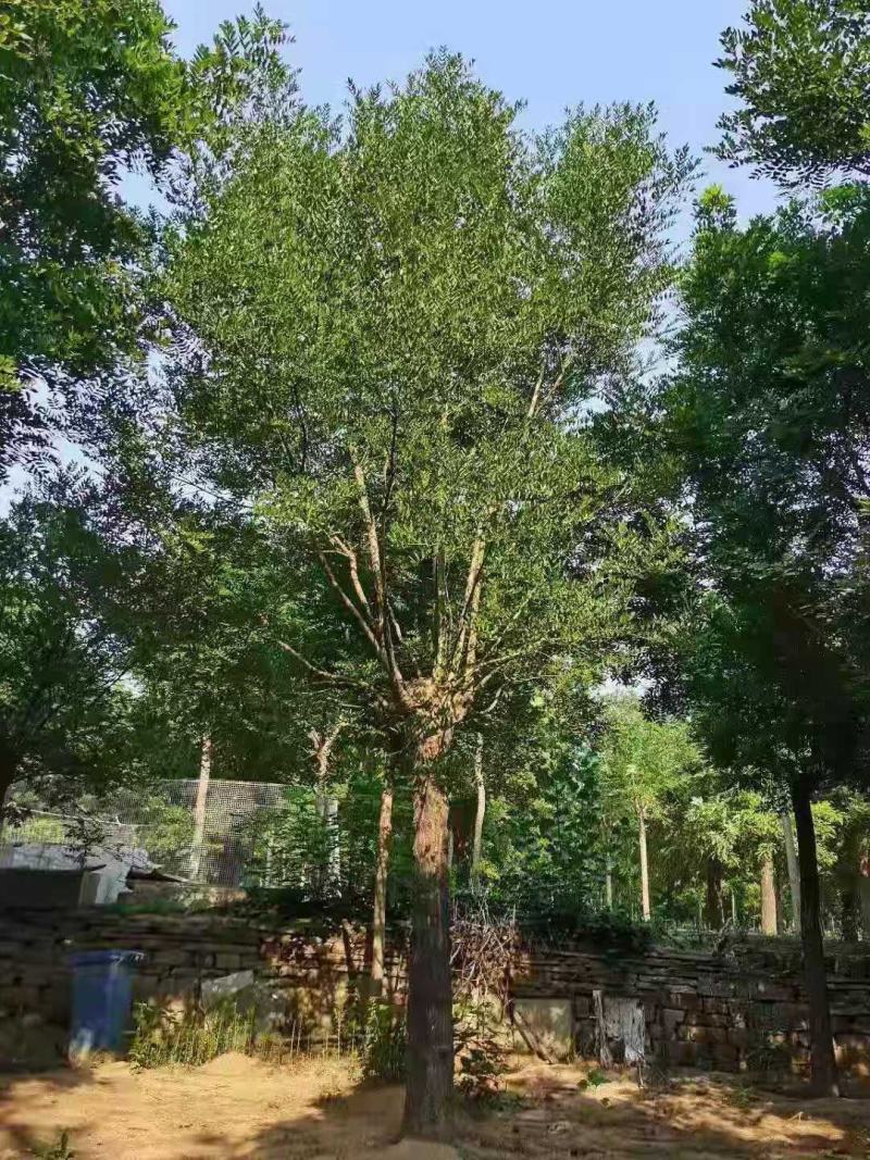 国槐2/3/4/5/6公分规格齐全大量出售自家苗圃一手货