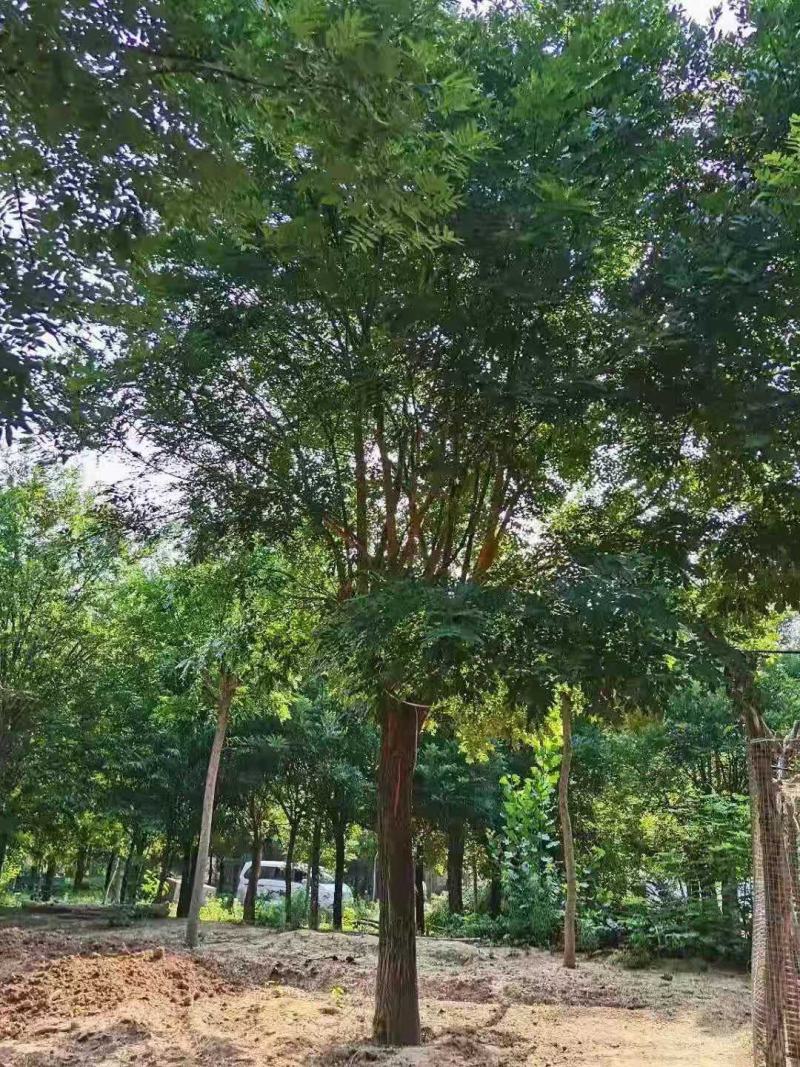 国槐2/3/4/5/6公分规格齐全大量出售自家苗圃一手货