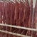 里脊风干，猪肉里脊风干，鸭风干，大量现货供应，牛肉味