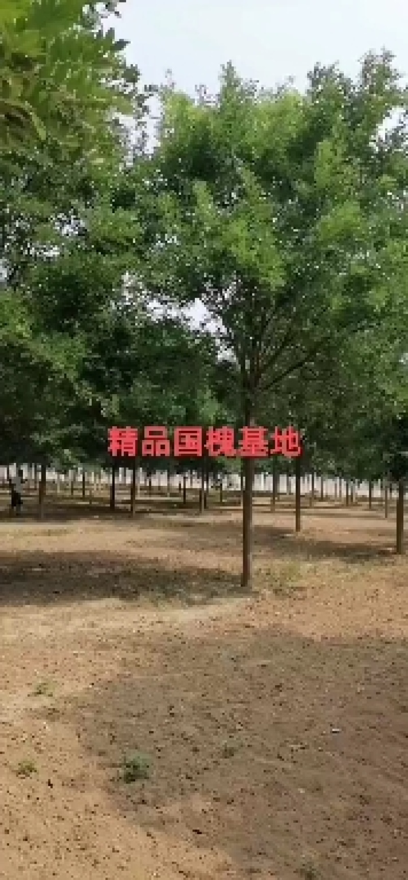 国槐17/18/19/20公分规格齐全大量出售自家苗圃