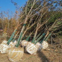 合欢，绒花树，合欢树，绒花树苗10-18公分