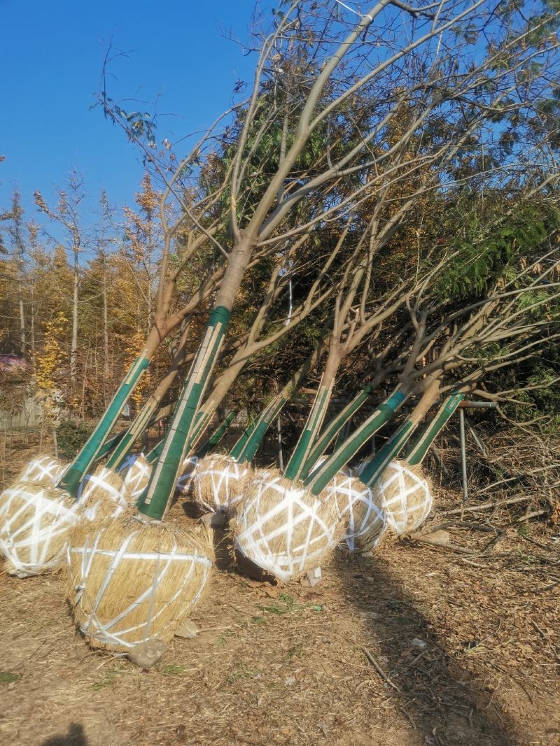 合欢，绒花树，合欢树，绒花树苗10-18公分