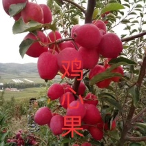 鸡心果
