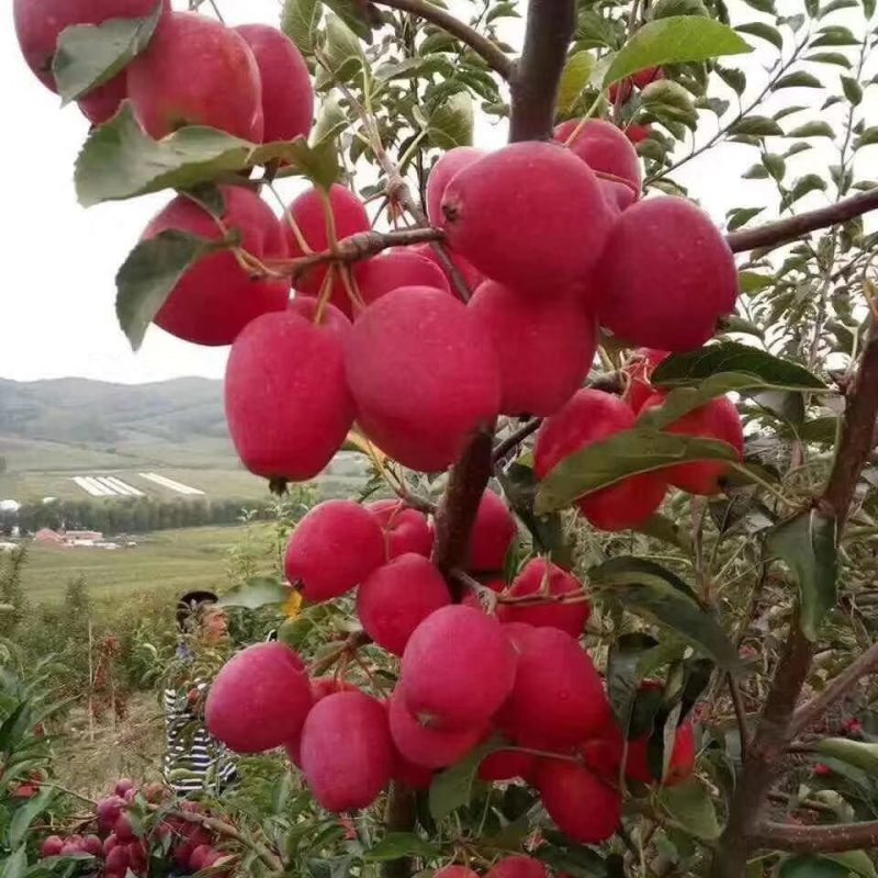鸡心果