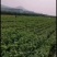 红宝石葡萄苗山东葡萄苗基地质壮苗纯种植批发