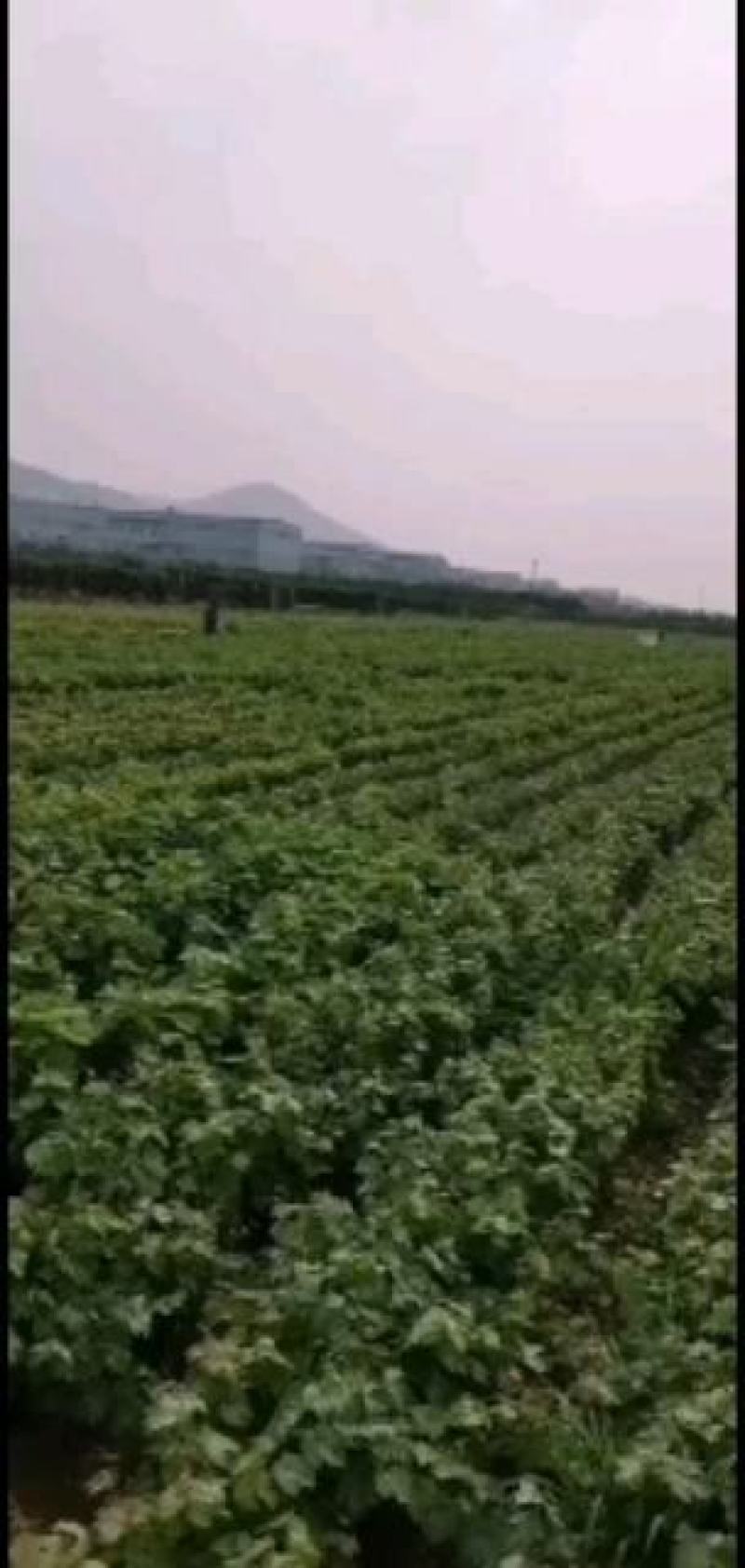 红宝石葡萄苗山东葡萄苗基地质壮苗纯种植批发
