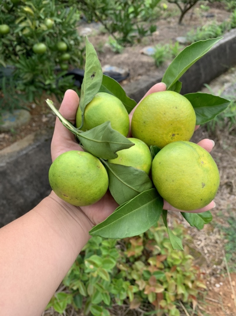 特早柑橘成熟于8月下旬-9月上旬，果肉橙红色，口感浓甜
