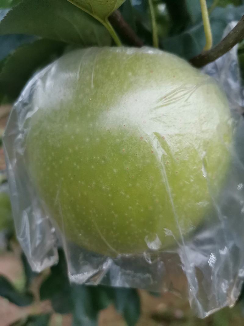河北乐亭王林苹果大量有货，产地一手货源！
