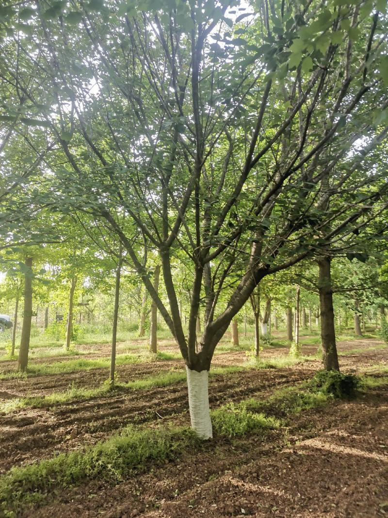 樱花，樱花树，早樱，晚樱5-20公分樱花树苗