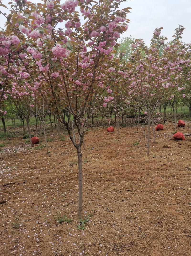 樱花，樱花树，早樱，晚樱5-20公分樱花树苗