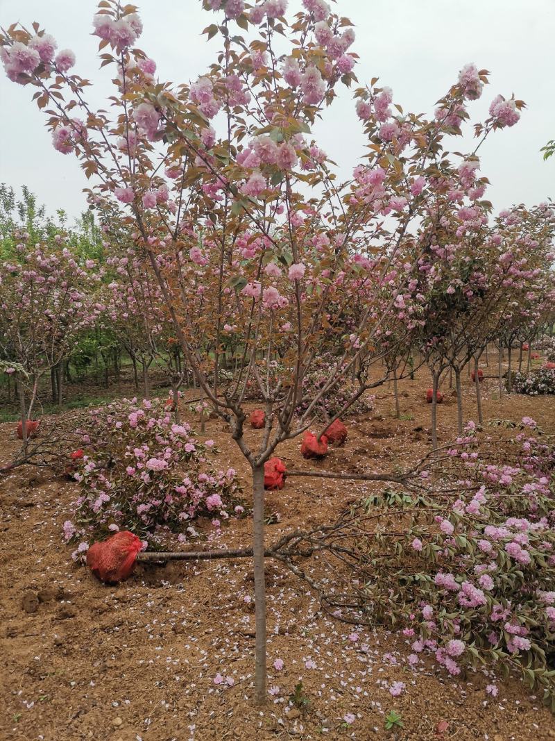 樱花，樱花树，早樱，晚樱5-20公分樱花树苗