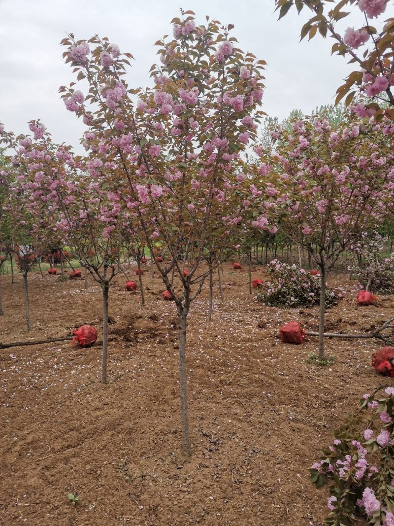 樱花，樱花树，早樱，晚樱5-20公分樱花树苗