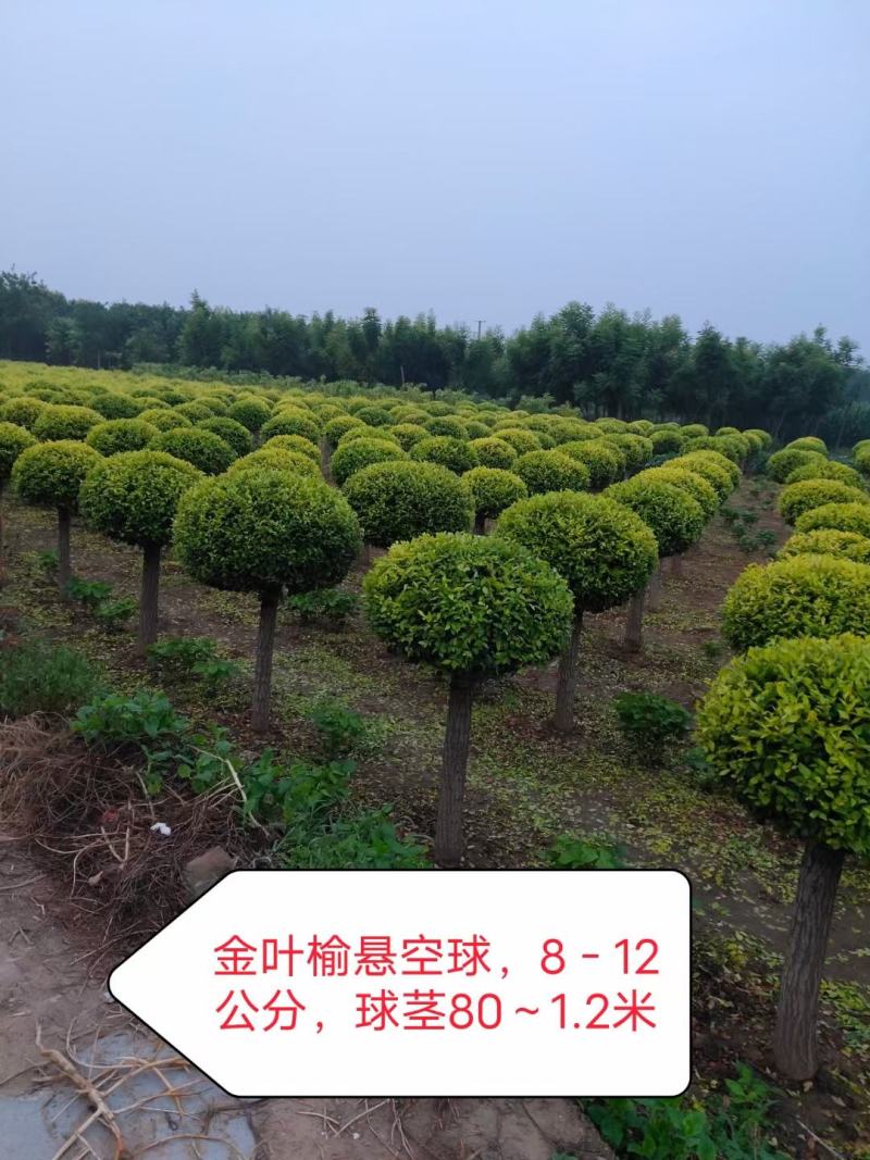 金叶榆球80/100/120/150冠幅规格齐全大量出售