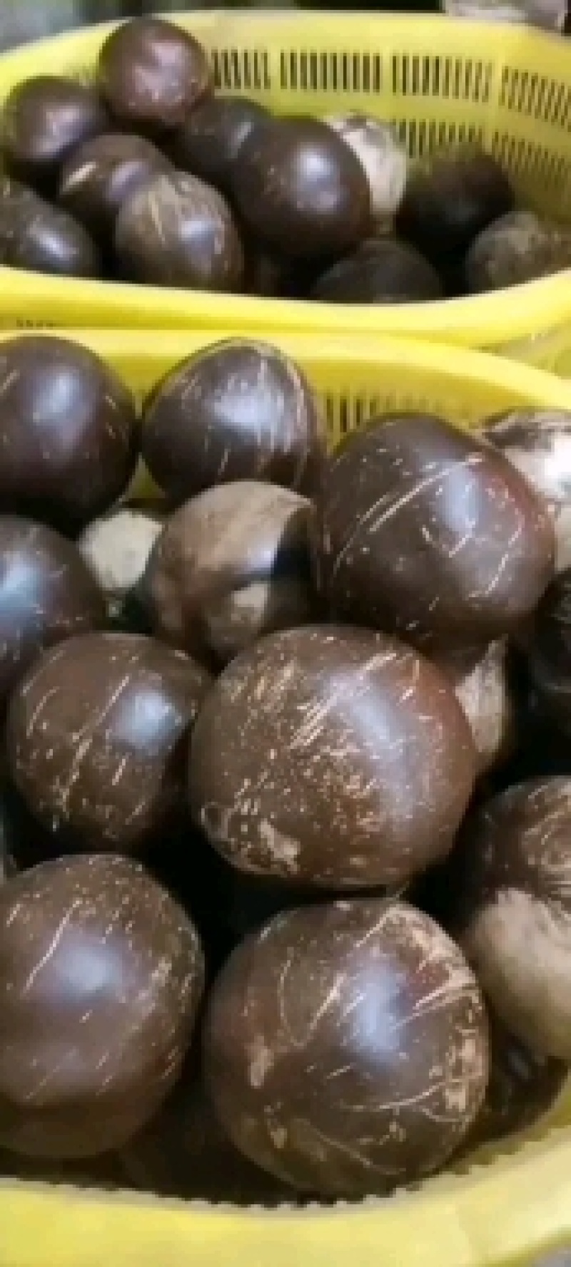 椰皇，厂家批发，一年四季供货，合适做炖品，