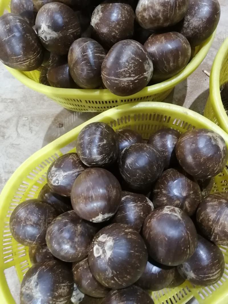 椰皇，厂家批发，一年四季供货，合适做炖品，